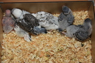 130207 --- Gruppbild av R1, R2, R3, R4, R5 och R6